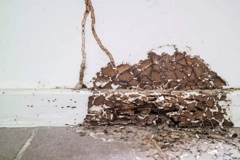 Termite Problems in Your Walls