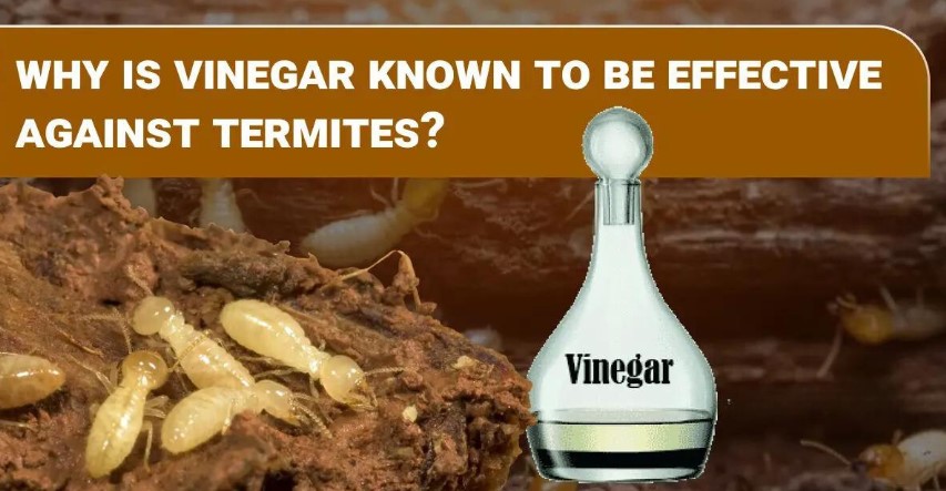 Vinegar Solutions for termite