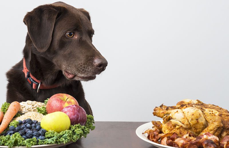 Canine Nutrition