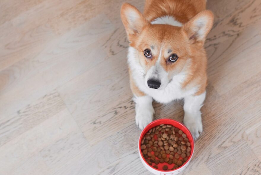 How to Choose the Best Dog Food